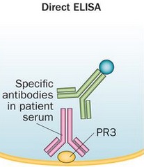 Schematic of Direct ELISA of antibodies against PR3